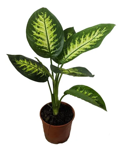 Product Image: Dieffenbachia Tropic. Para Interior. En Maceta 14 Cm