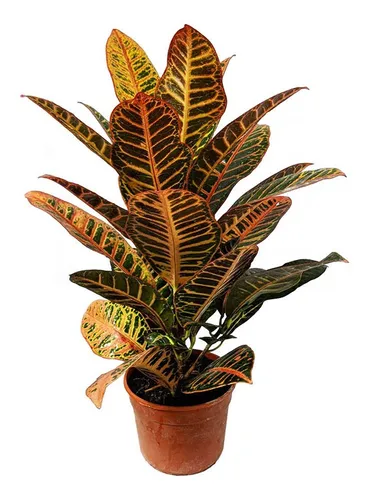 Product Image: Crotón Petra. Para Interior. En Maceta De 15 Cm