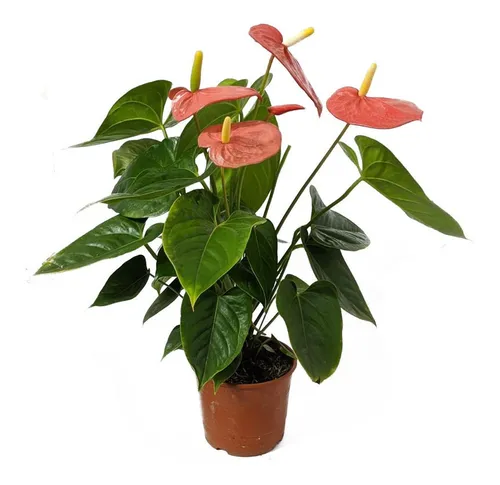 Product Image: Anthurium Flor Roja. Para Interior En Maceta 14 Cm
