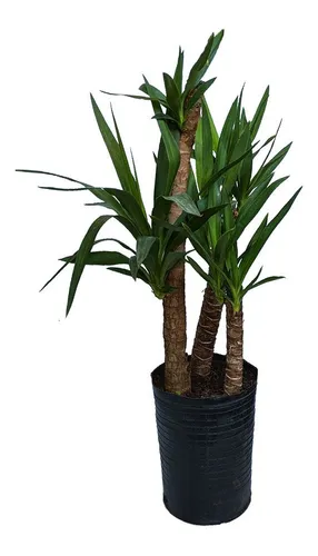 Product Image: Yucca (palo Tropical) Para Interior En Maceta 24 Cm