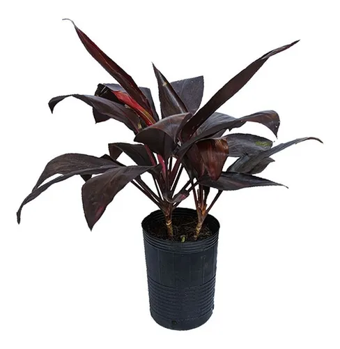 Product Image: Dracena Rubra. Para Interior En Maceta 17 Cm