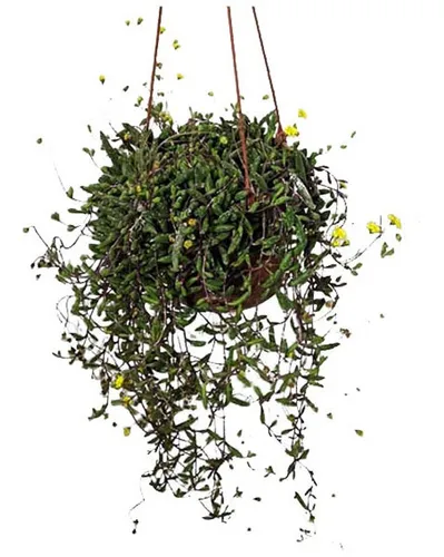 Product Image: Senecio Radicans (bananitas Colgantes) Maceta 14 Cm