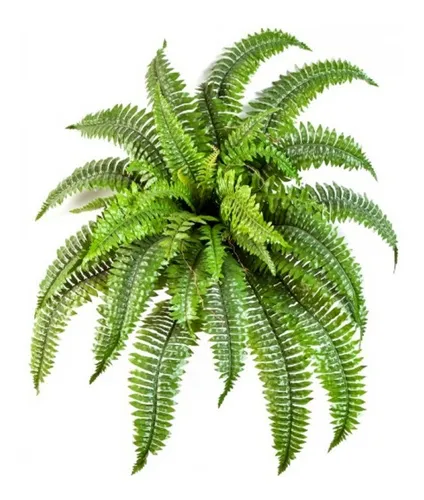 Product Image: Helecho Colgante. Bols 18 Cm. Para Interior O Ext. Sombra