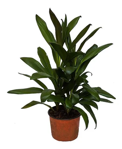 Product Image: Dracena Robusta. Para Interior En Maceta 17 Cm